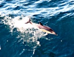 dolphin.jpg