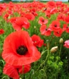 poppies.jpg