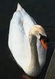 swan.jpg